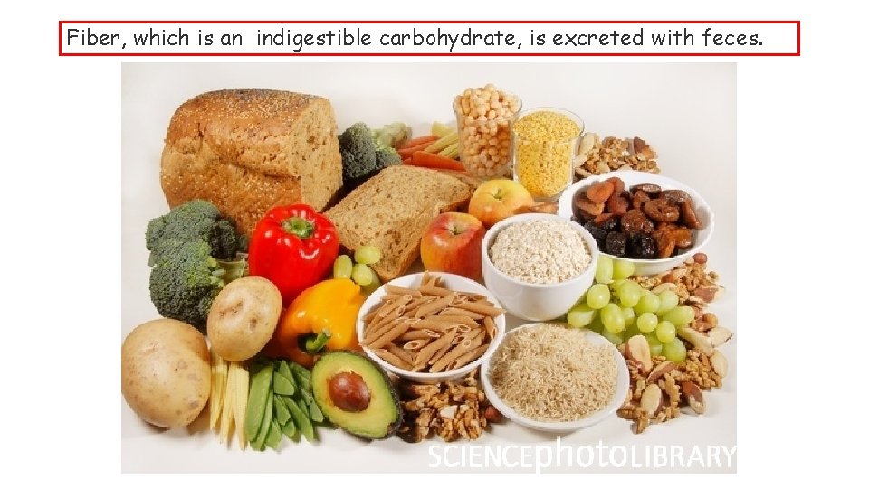 Fiber, which is an indigestible carbohydrate, is excreted with feces. Fiber, which is an indigestible carbohydrate, is excreted with feces.