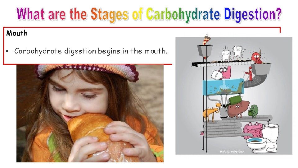 Mouth • Carbohydrate digestion begins in the mouth. 