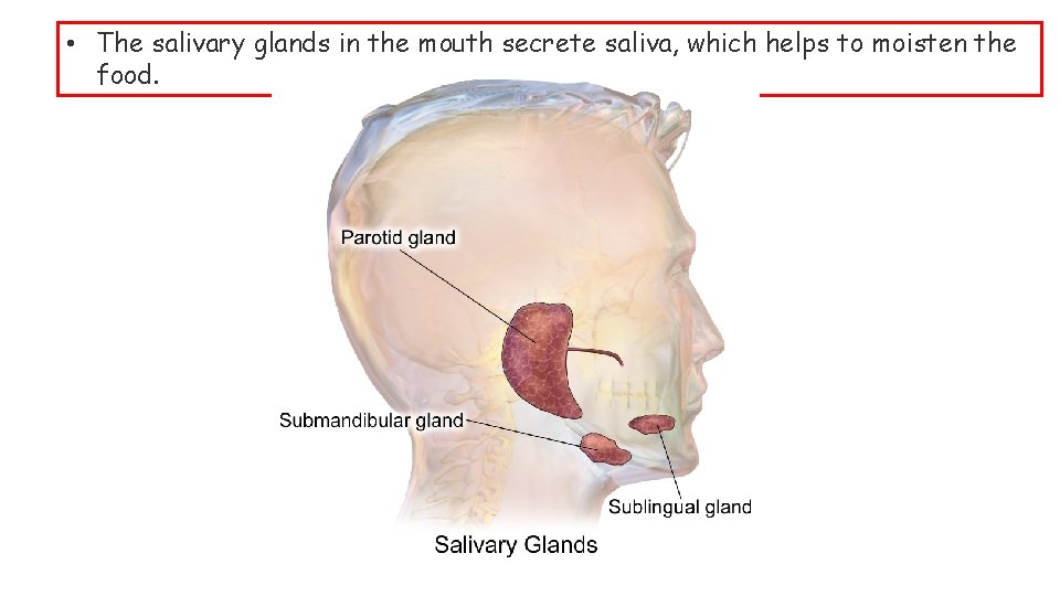  • The salivary glands in the mouth secrete saliva, which helps to moisten