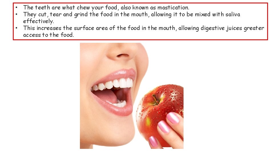  • The teeth are what chew your food, also known as mastication. •