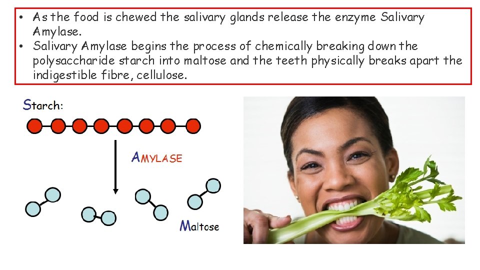  • As the food is chewed the salivary glands release the enzyme Salivary