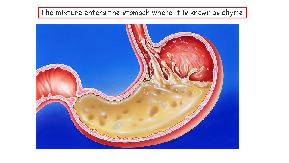 The mixture enters the stomach where it is known as chyme. 