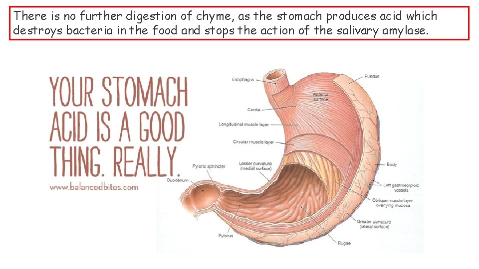 There is no further digestion of chyme, as the stomach produces acid which destroys