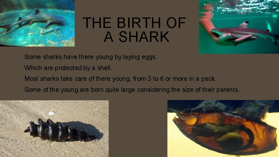 THE BIRTH OF A SHARK Some sharks have there young by laying eggs. Which