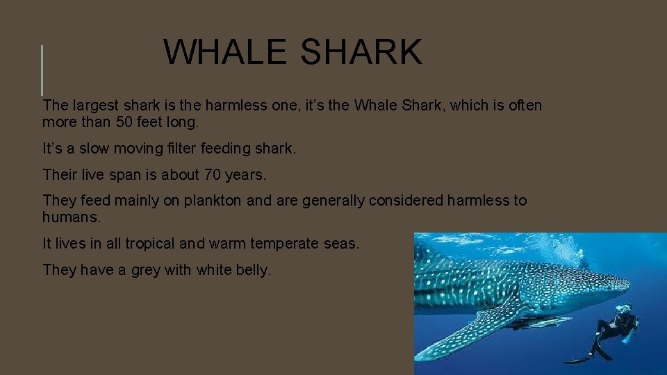 WHALE SHARK The largest shark is the harmless one, it’s the Whale Shark, which