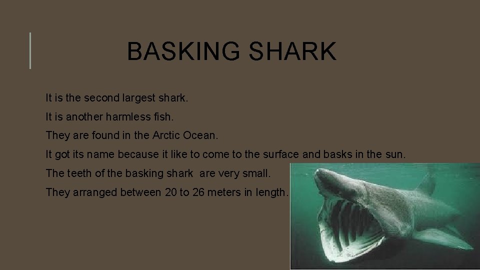 BASKING SHARK It is the second largest shark. It is another harmless fish. They