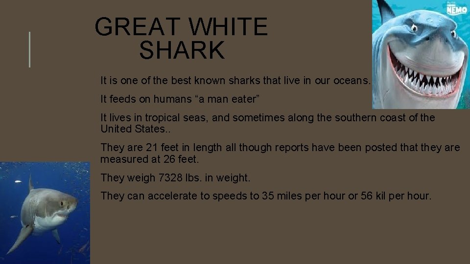 GREAT WHITE SHARK It is one of the best known sharks that live in