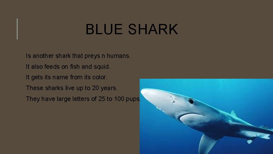BLUE SHARK Is another shark that preys n humans. It also feeds on fish