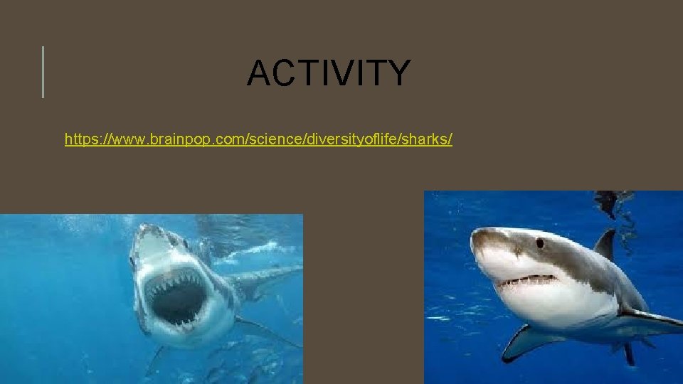 ACTIVITY https: //www. brainpop. com/science/diversityoflife/sharks/ 
