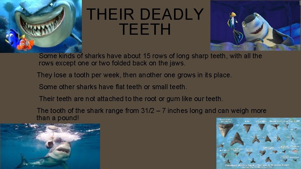 THEIR DEADLY TEETH Some kinds of sharks have about 15 rows of long sharp