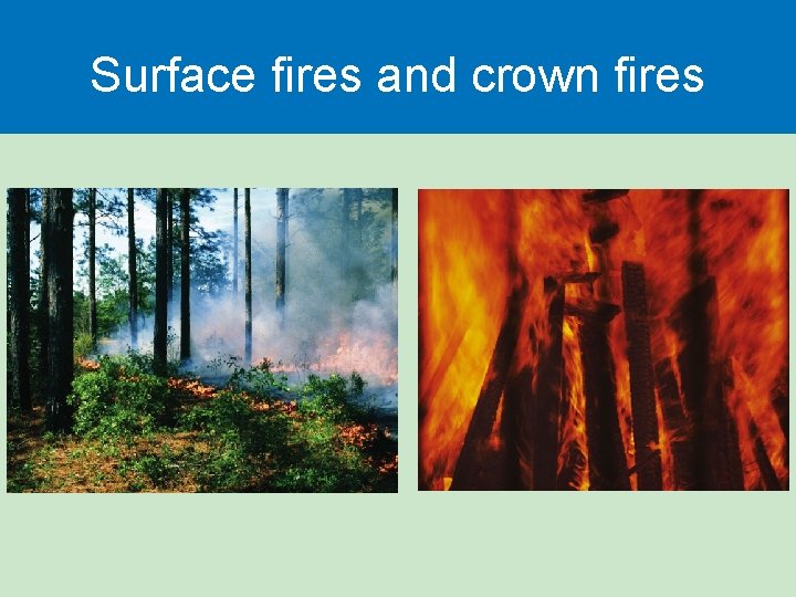 Surface fires and crown fires 