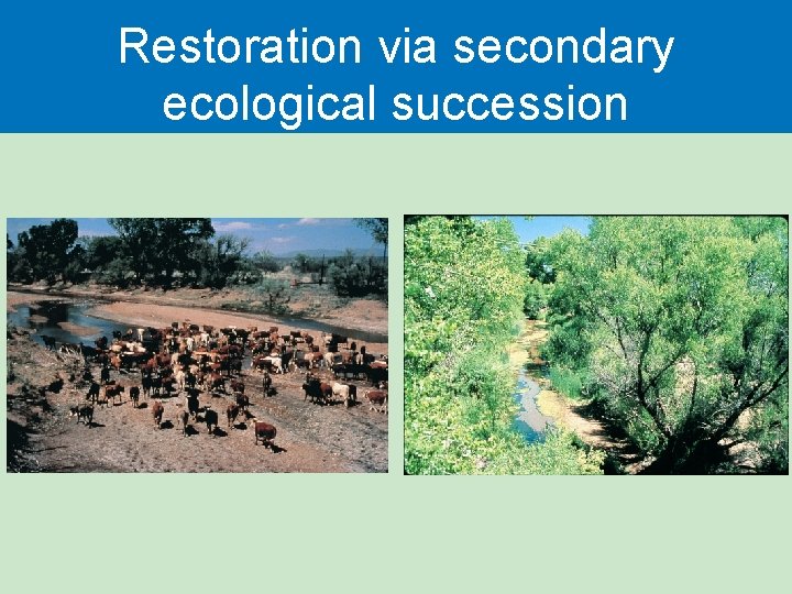 Restoration via secondary ecological succession 