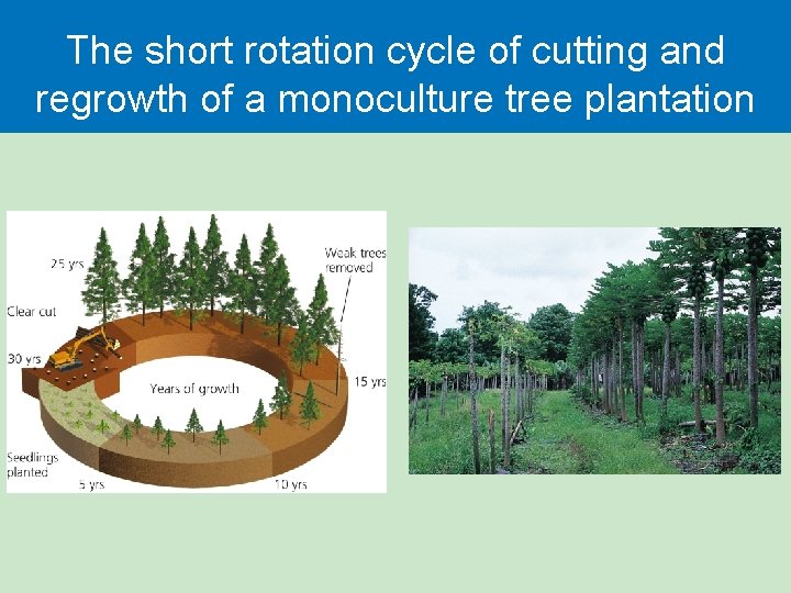 The short rotation cycle of cutting and regrowth of a monoculture tree plantation 