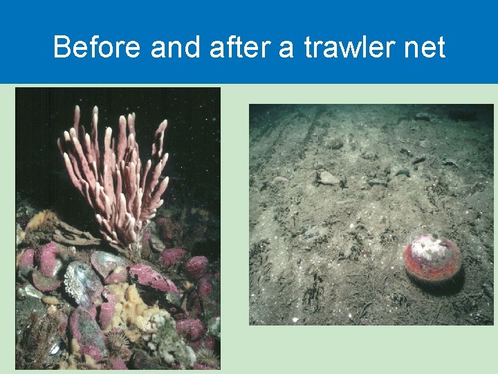 Before and after a trawler net 