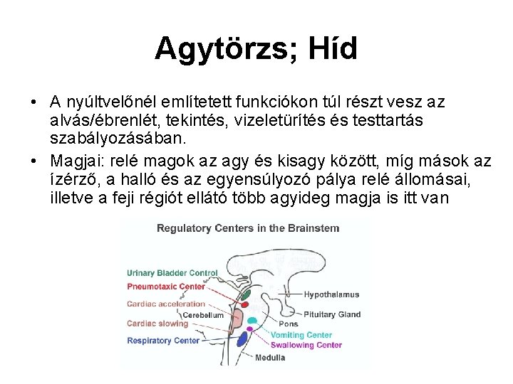 Agytörzs; Híd • A nyúltvelőnél említetett funkciókon túl részt vesz az alvás/ébrenlét, tekintés, vizeletürítés