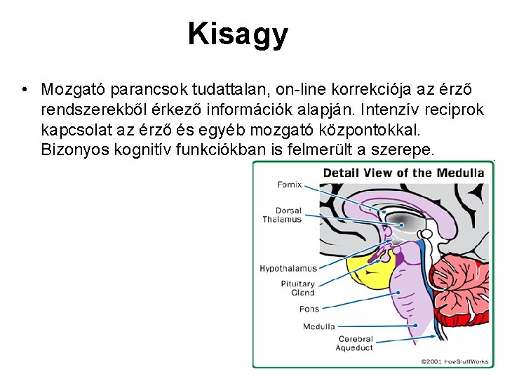 Kisagy • Mozgató parancsok tudattalan, on-line korrekciója az érző rendszerekből érkező információk alapján. Intenzív