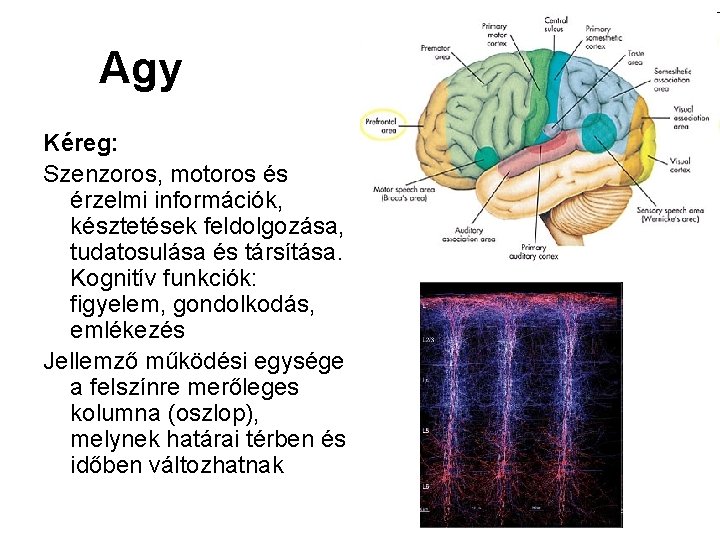 Agy Kéreg: Szenzoros, motoros és érzelmi információk, késztetések feldolgozása, tudatosulása és társítása. Kognitív funkciók: