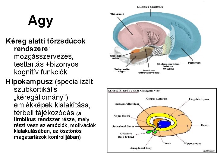 Agy Kéreg alatti törzsdúcok rendszere: mozgásszervezés, testtartás +bizonyos kognitív funkciók Hipokampusz (specializált szubkortikális „kéregállomány”):