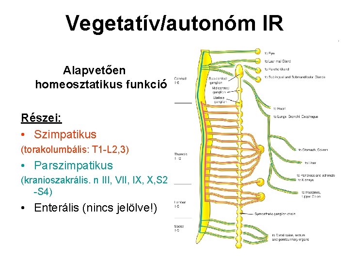 Vegetatív/autonóm IR Alapvetően homeosztatikus funkció Részei: • Szimpatikus (torakolumbális: T 1 -L 2, 3)