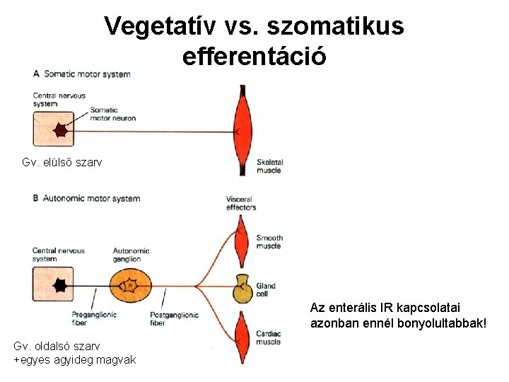 Vegetatív vs. szomatikus efferentáció Gv. elülső szarv Az enterális IR kapcsolatai azonban ennél bonyolultabbak!