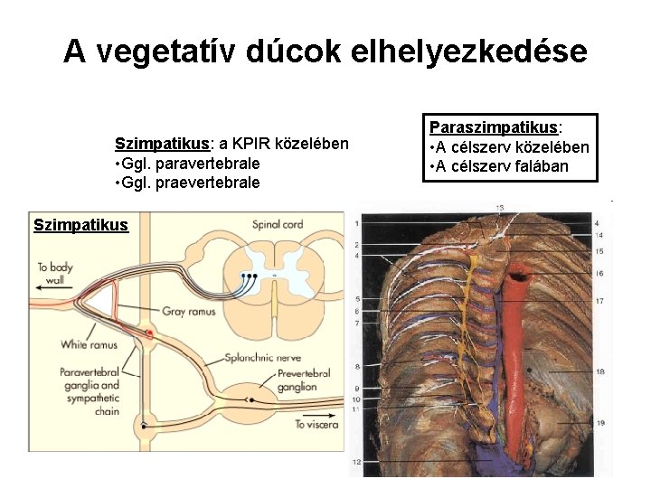 A vegetatív dúcok elhelyezkedése Szimpatikus: a KPIR közelében • Ggl. paravertebrale • Ggl. praevertebrale