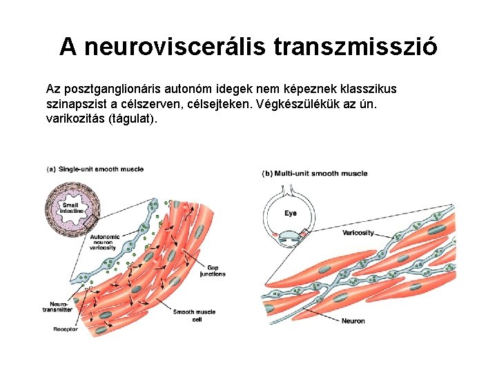 A neuroviscerális transzmisszió Az posztganglionáris autonóm idegek nem képeznek klasszikus szinapszist a célszerven, célsejteken.