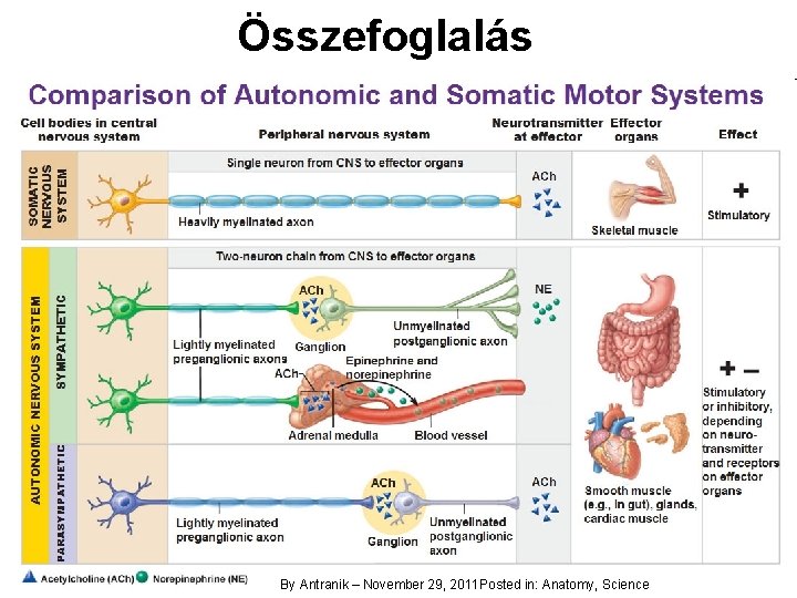 Összefoglalás By Antranik – November 29, 2011 Posted in: Anatomy, Science 