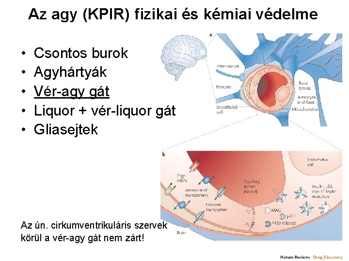 Az agy (KPIR) fizikai és kémiai védelme • • • Csontos burok Agyhártyák Vér-agy