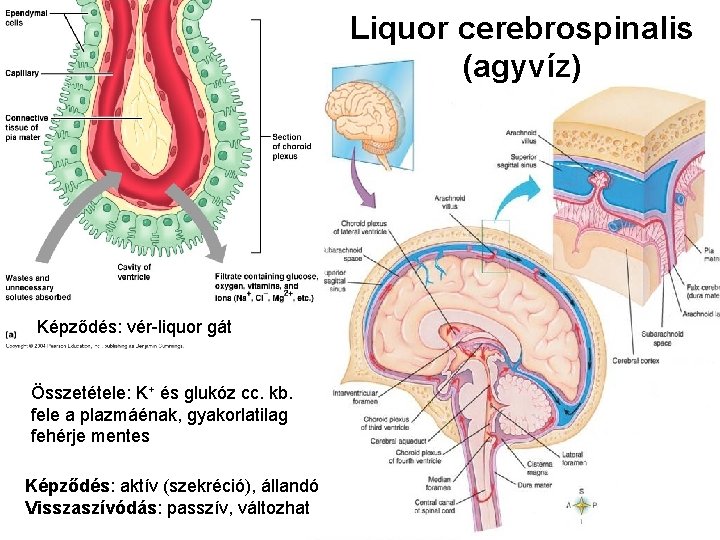 Liquor cerebrospinalis (agyvíz) Képződés: vér-liquor gát Összetétele: K+ és glukóz cc. kb. fele a