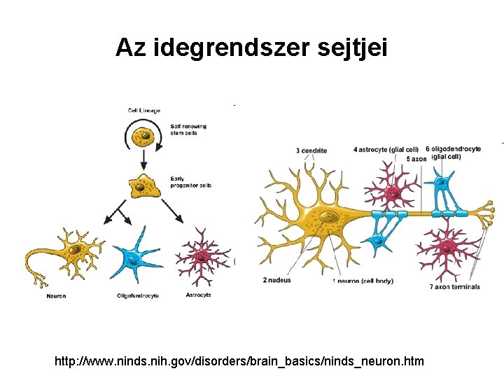 Az idegrendszer sejtjei http: //www. ninds. nih. gov/disorders/brain_basics/ninds_neuron. htm 