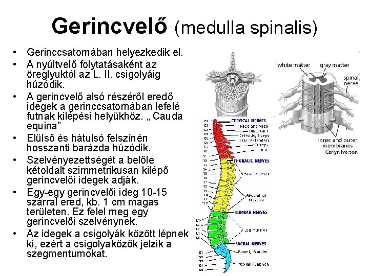 Gerincvelő (medulla spinalis) • Gerinccsatornában helyezkedik el. • A nyúltvelő folytatásaként az öreglyuktól az