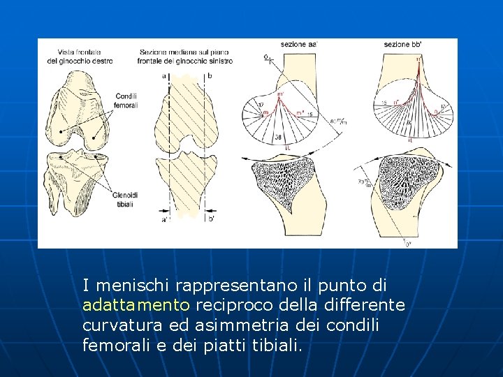 I menischi rappresentano il punto di adattamento reciproco della differente curvatura ed asimmetria dei
