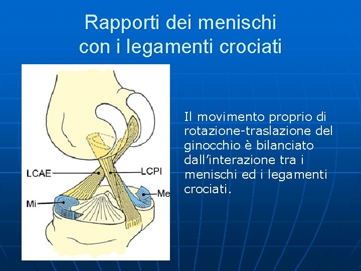 Rapporti dei menischi con i legamenti crociati Il movimento proprio di rotazione-traslazione del ginocchio