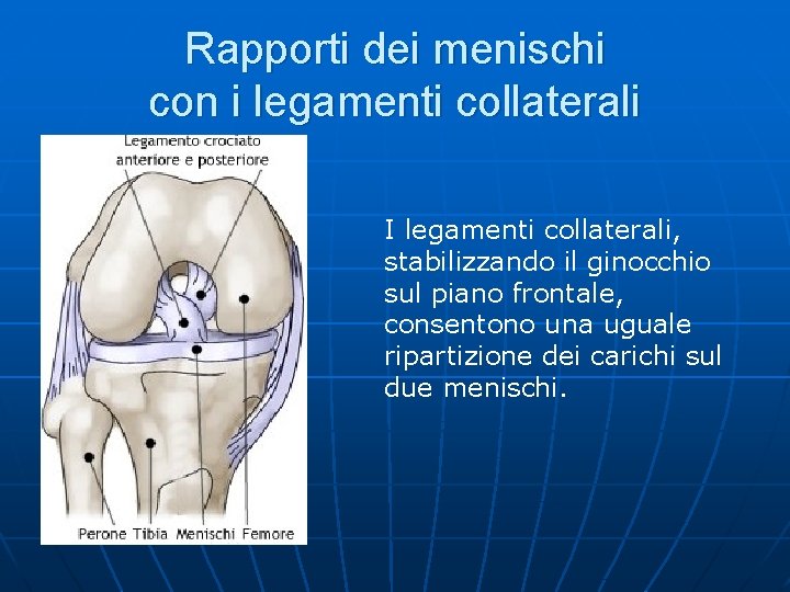 Rapporti dei menischi con i legamenti collaterali I legamenti collaterali, stabilizzando il ginocchio sul