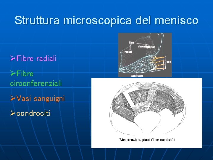 Struttura microscopica del menisco ØFibre radiali ØFibre circonferenziali ØVasi sanguigni Øcondrociti 