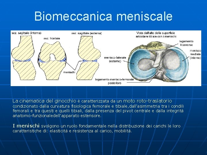 Biomeccanica meniscale La cinematica del ginocchio è caratterizzata da un moto roto-traslatorio condizionato dalla