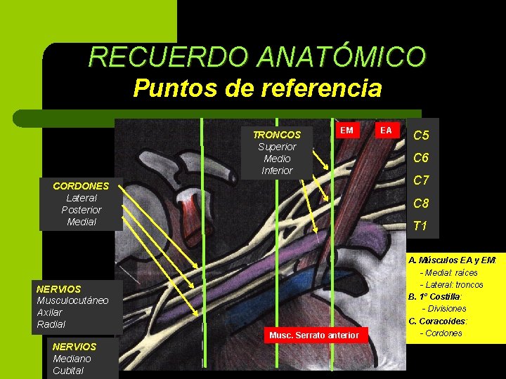 RECUERDO ANATÓMICO Puntos de referencia TRONCOS Superior Medio Inferior EM CORDONES Lateral Posterior Medial