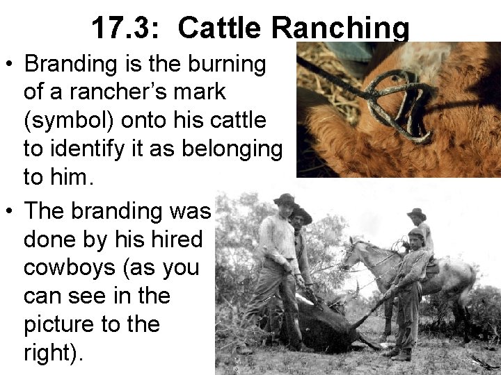 17. 3: Cattle Ranching • Branding is the burning of a rancher’s mark (symbol)