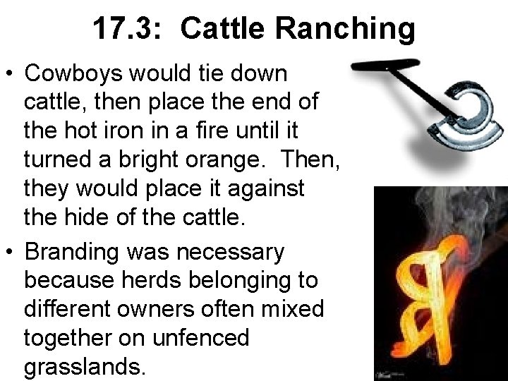 17. 3: Cattle Ranching • Cowboys would tie down cattle, then place the end