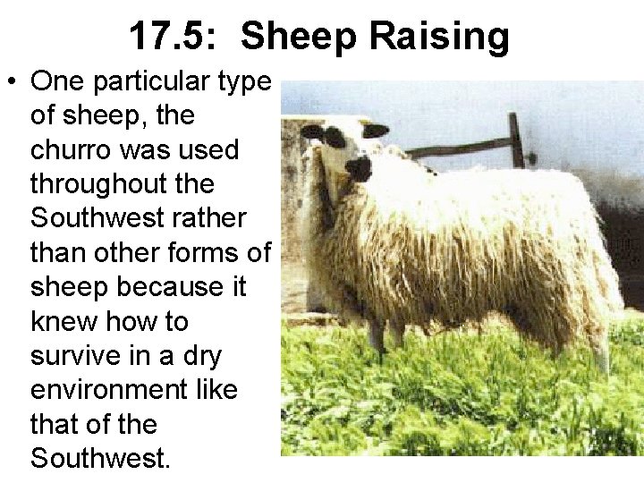 17. 5: Sheep Raising • One particular type of sheep, the churro was used