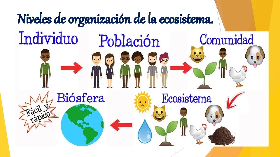 Niveles de organización de la ecosistema. 