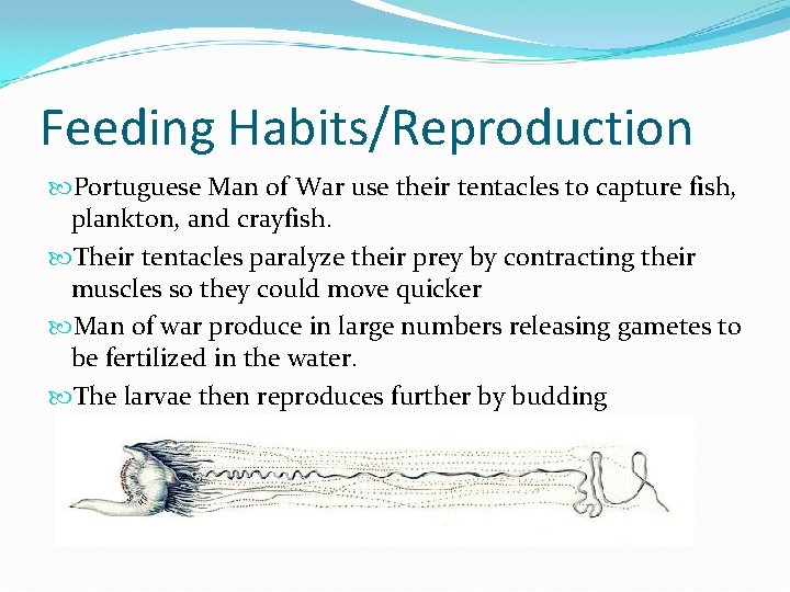 Feeding Habits/Reproduction Portuguese Man of War use their tentacles to capture fish, plankton, and