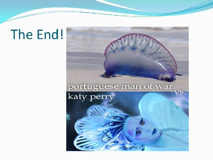 The End! 