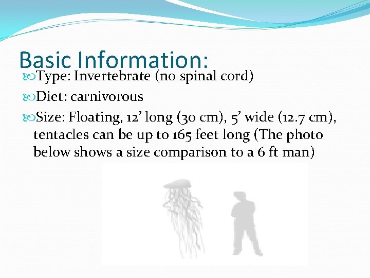 Basic Information: Type: Invertebrate (no spinal cord) Diet: carnivorous Size: Floating, 12’ long (30