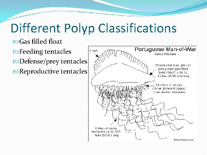 Different Polyp Classifications Gas filled float Feeding tentacles Defense/prey tentacles Reproductive tentacles 