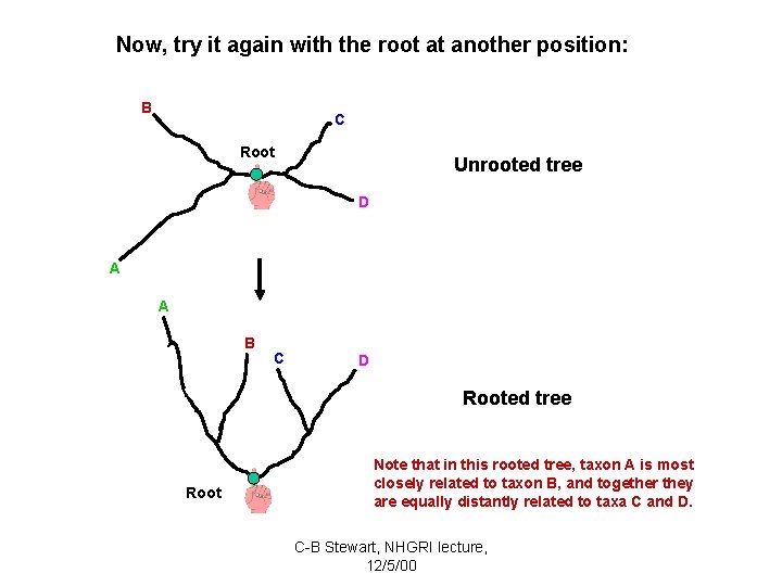 Now, try it again with the root at another position: B C Root Unrooted