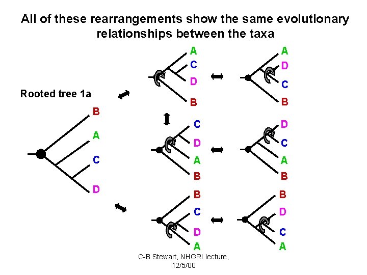 All of these rearrangements show the same evolutionary relationships between the taxa Rooted tree