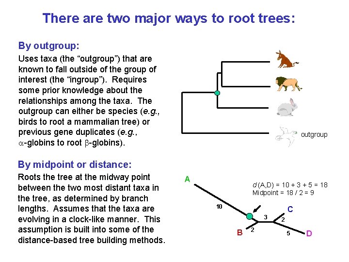 There are two major ways to root trees: By outgroup: Uses taxa (the “outgroup”)