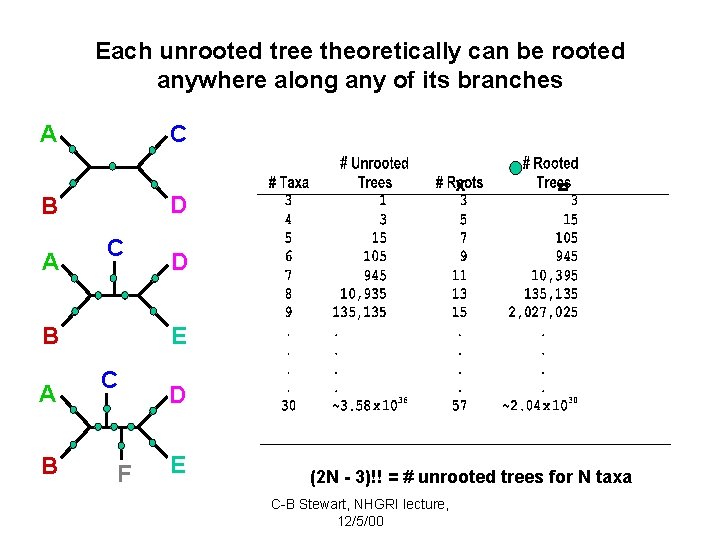 Each unrooted tree theoretically can be rooted anywhere along any of its branches C