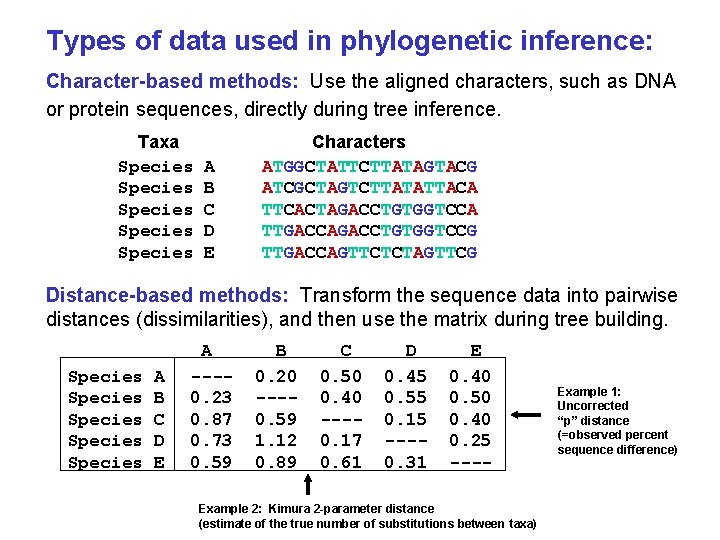 Types of data used in phylogenetic inference: Character-based methods: Use the aligned characters, such